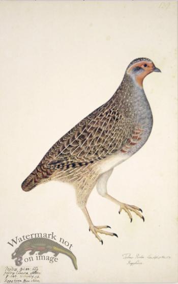 139 Swedish Birds . Tetrao Perdix.Gray Partridge